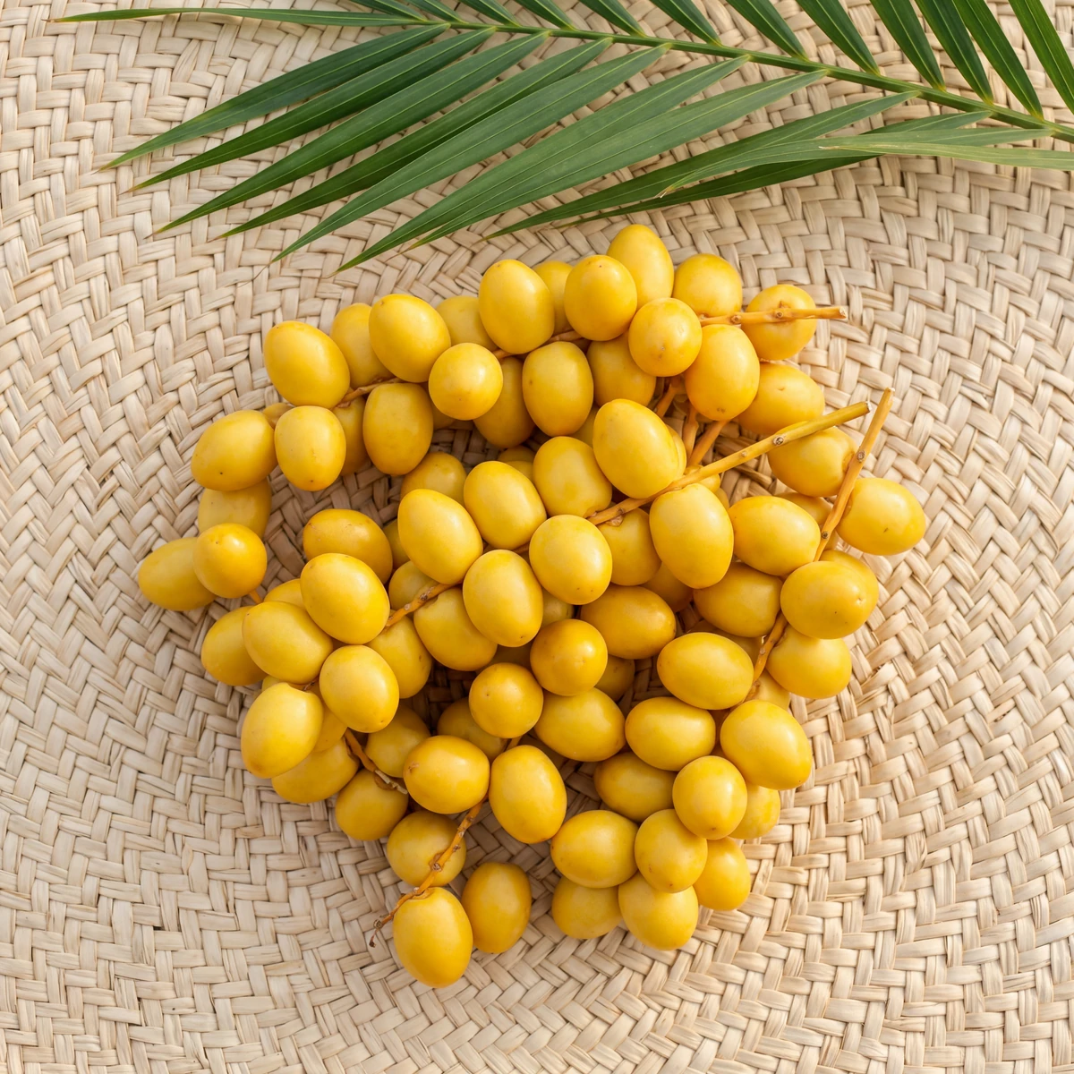 Egyptian barhi dates (khalal stage) ready for export